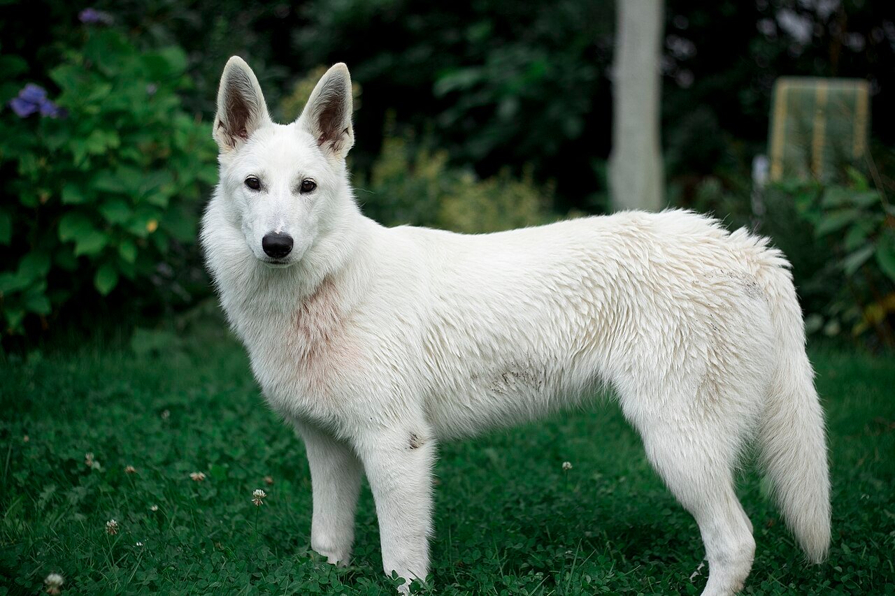 Berger Blanc Suisse au pelage blanc immaculé