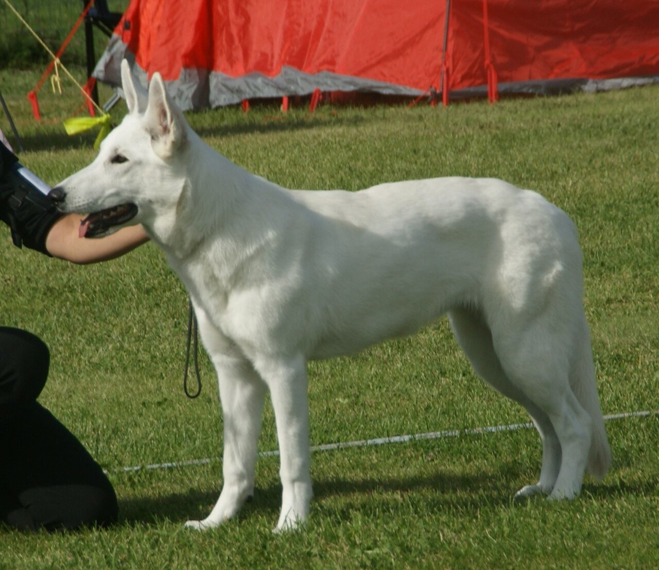 Berger Blanc Suisse blanc en profil sur pelouse