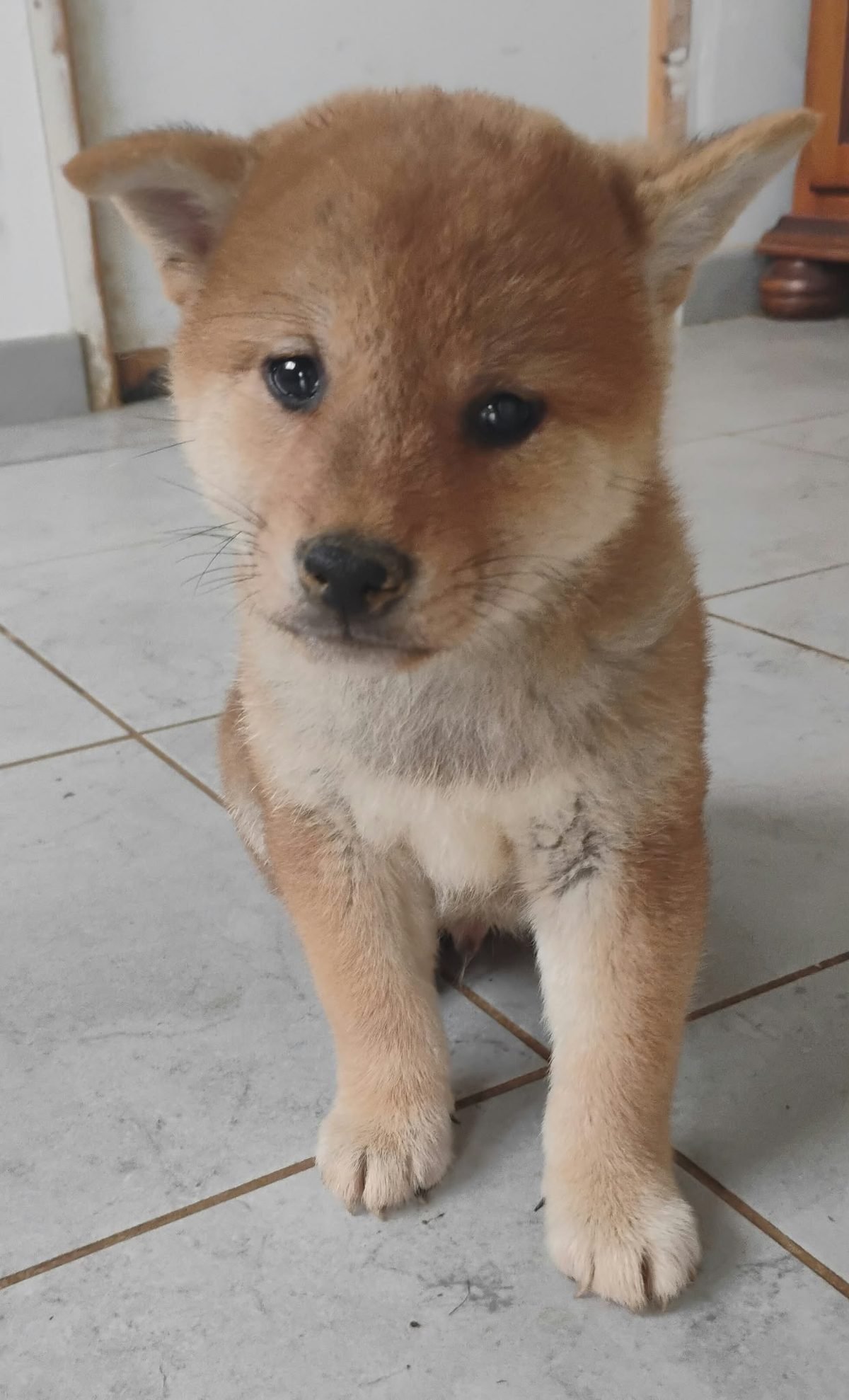 Chiot Shiba Inu fauve assis, portée du 19 août 2026