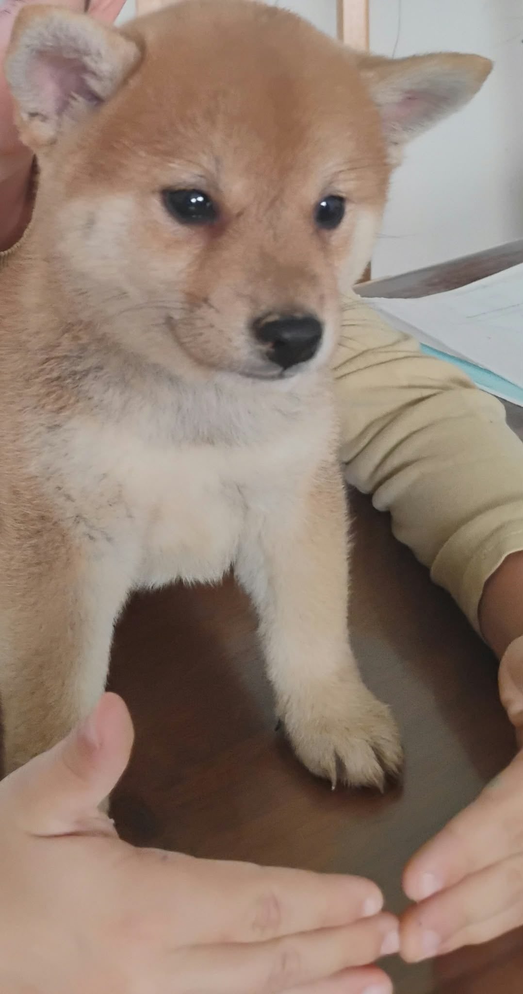Chiot Shiba Inu fauve tenu dans les bras, portrait