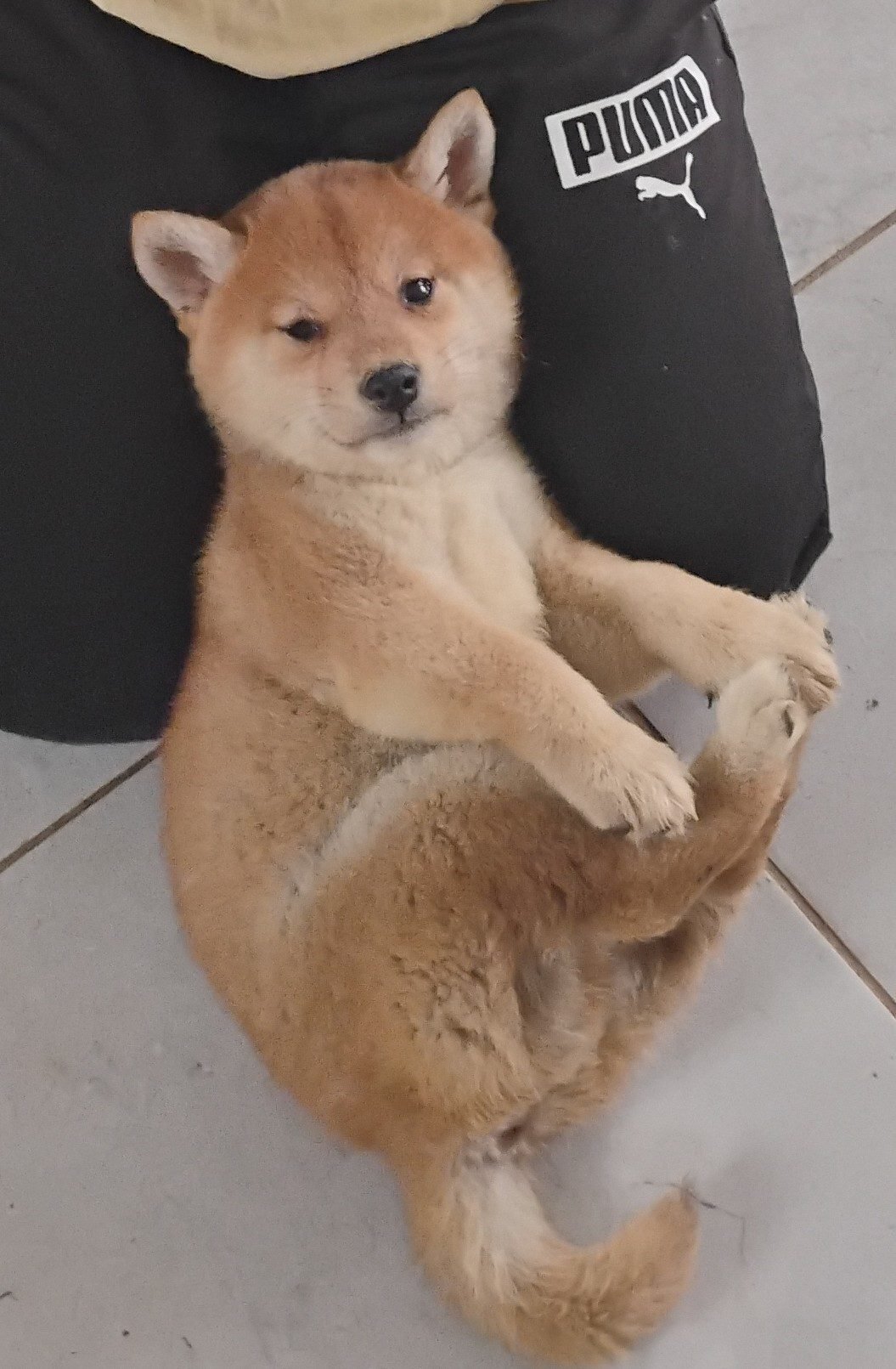 Chiot Shiba Inu fauve sur les genoux, le ventre en l'air
