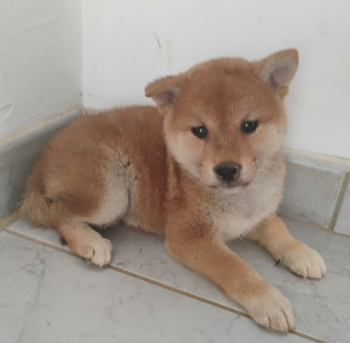 Chiot Shiba Inu fauve couché sur le carrelage
