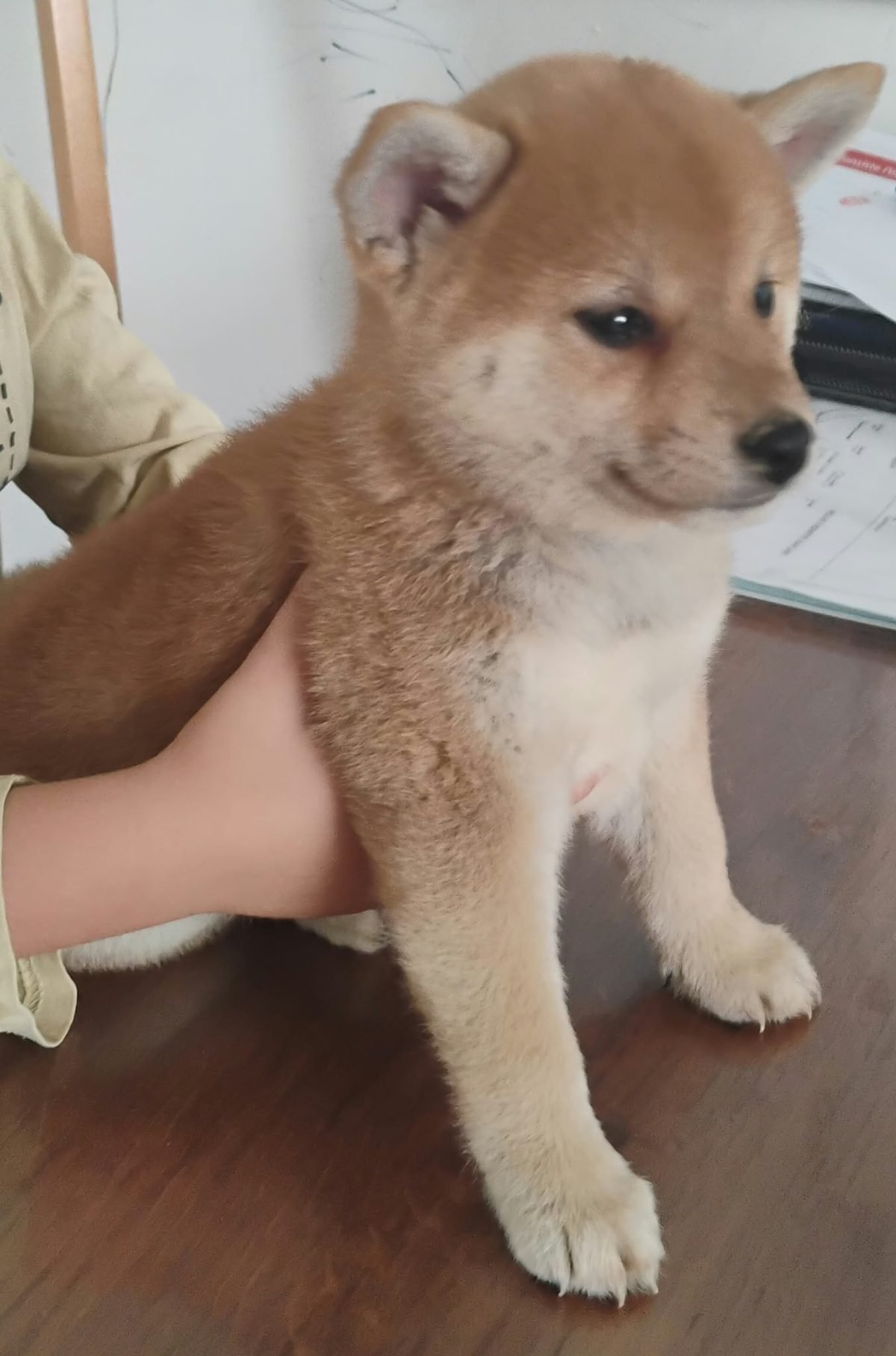 Chiot Shiba Inu fauve debout, portrait de face