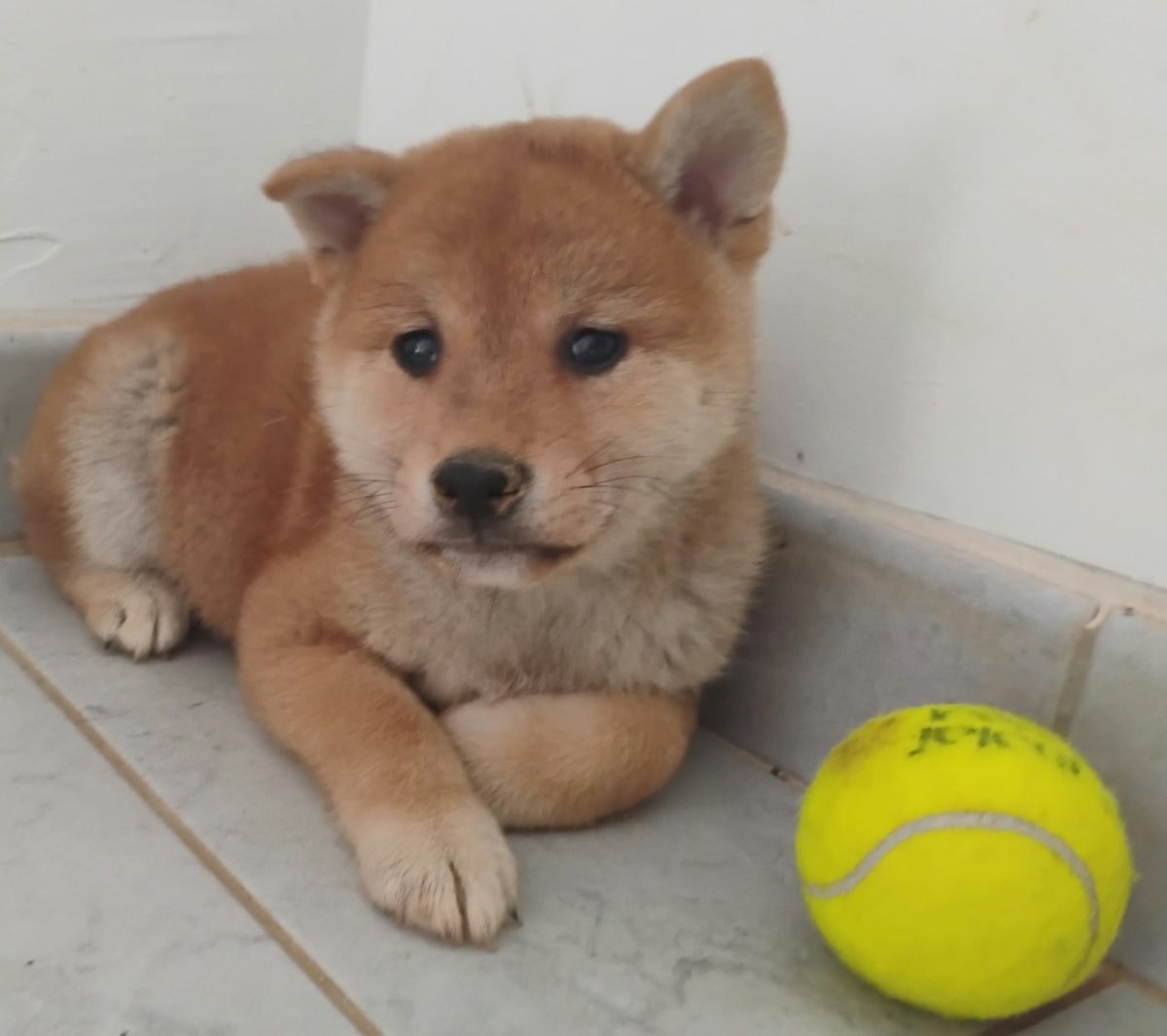 Chiot Shiba Inu fauve couché à côté d'une balle de tennis