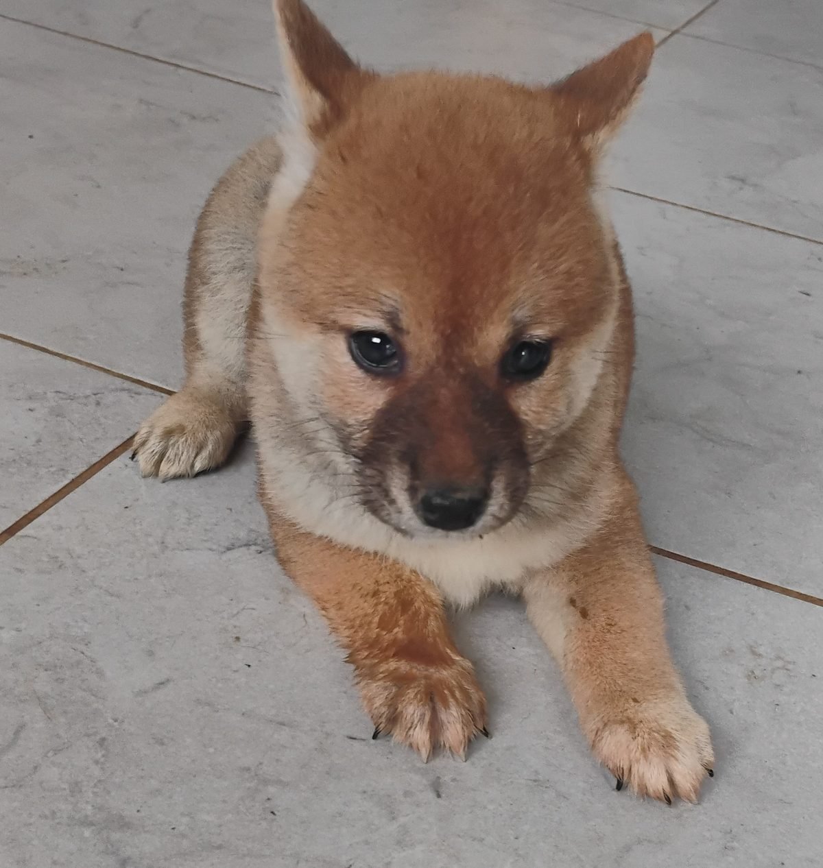 Chiot Shiba Inu fauve couché, regard vers l'objectif