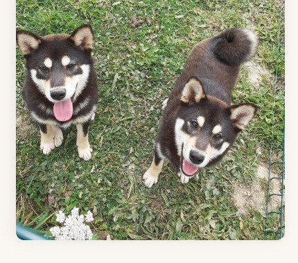 Deux Shibas Inu noir et feu regardant vers le ciel