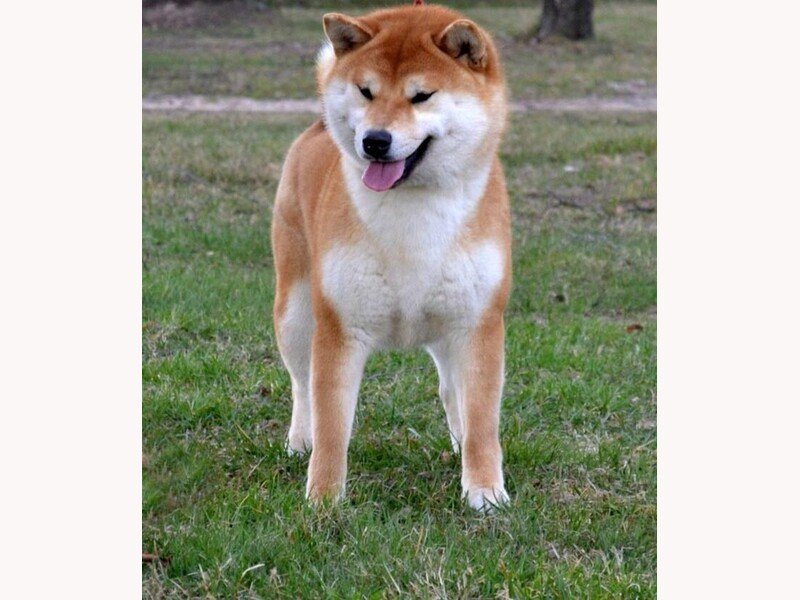 Shiba Inu roux adulte de l'Élevage Shiba de Treheu