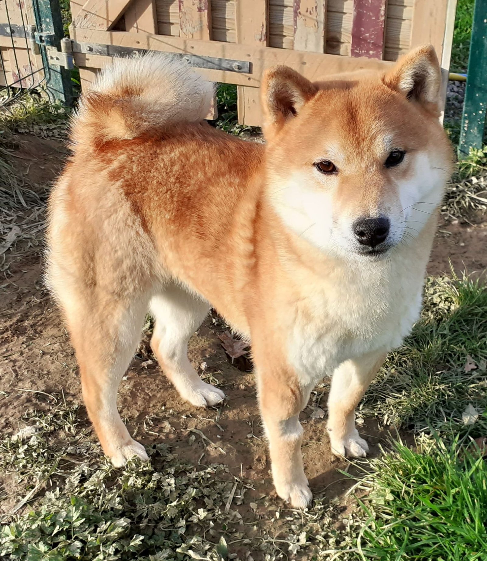 Shiba Inu roux adulte de l'Élevage Shiba de Treheu